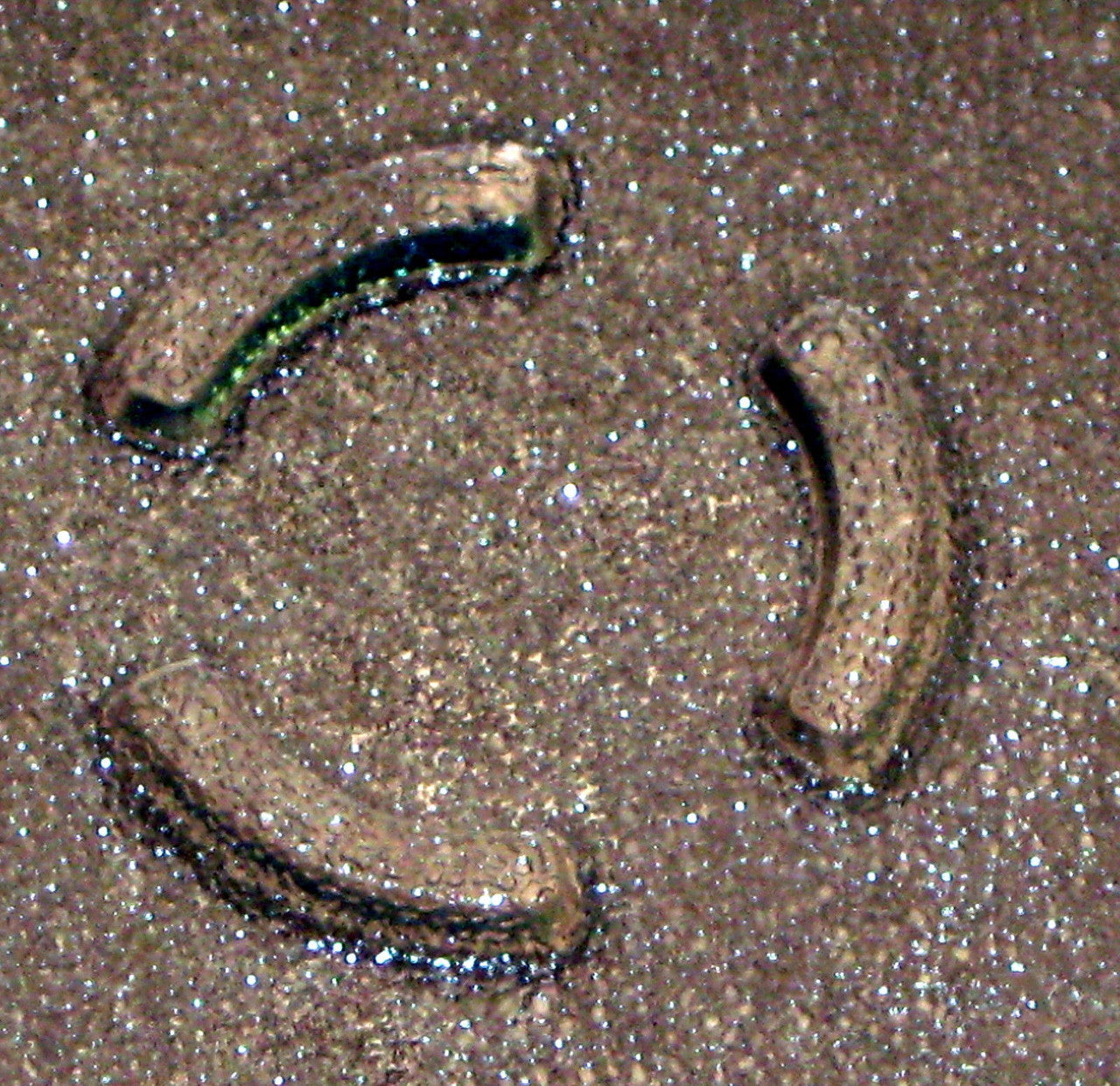 Microwave Cooking Tray Plate for Whirlpool GH5184XP.. Series Part